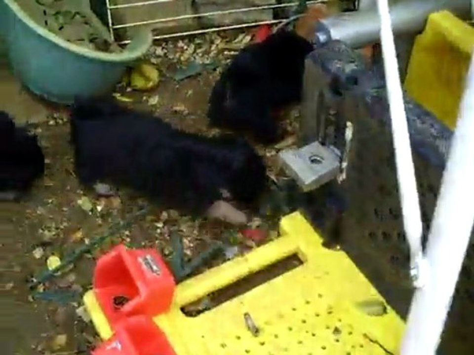CLIP0026ENGUNN061209