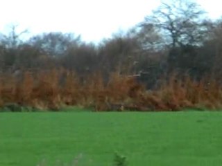 Battue chevreuils du 6 décembre au costour rody