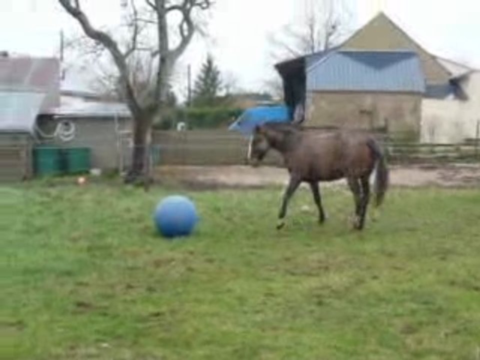 chevaux et ballon