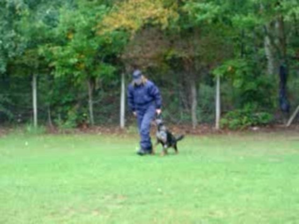 marche au pied  INDY chiot