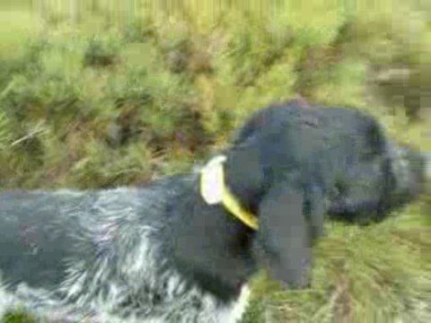 ERGANE ET LES GENETS