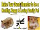 Zhu zhu Pets Recall vs Natural Hamster