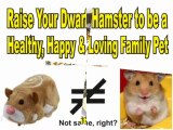 Zhu zhu Pets Recall vs Natural Hamster
