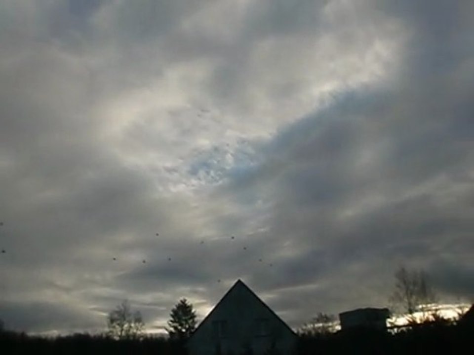 petite sortie de pigeons voyageurs pour la st Nicolas