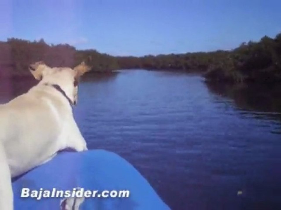 "Jungle ride"