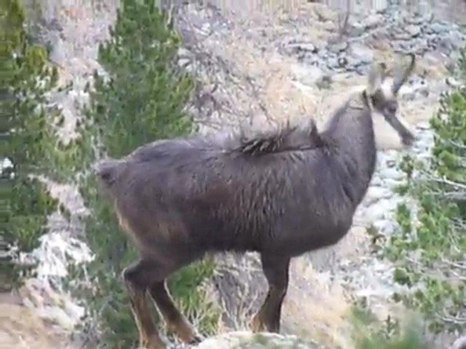 Chamois surpris par ma présence proche
