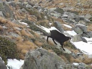 Chamois au trot dans le Mercantour
