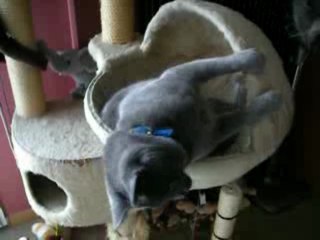 15ème vidéo de Sacha Coeur d'Velours