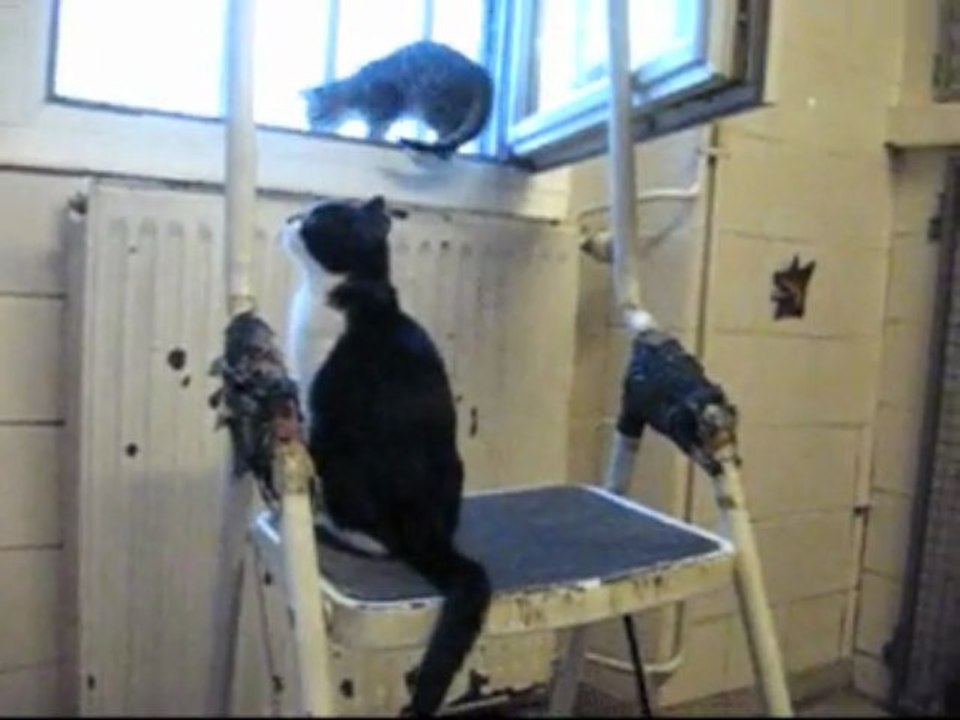 chatons 05 12 09
