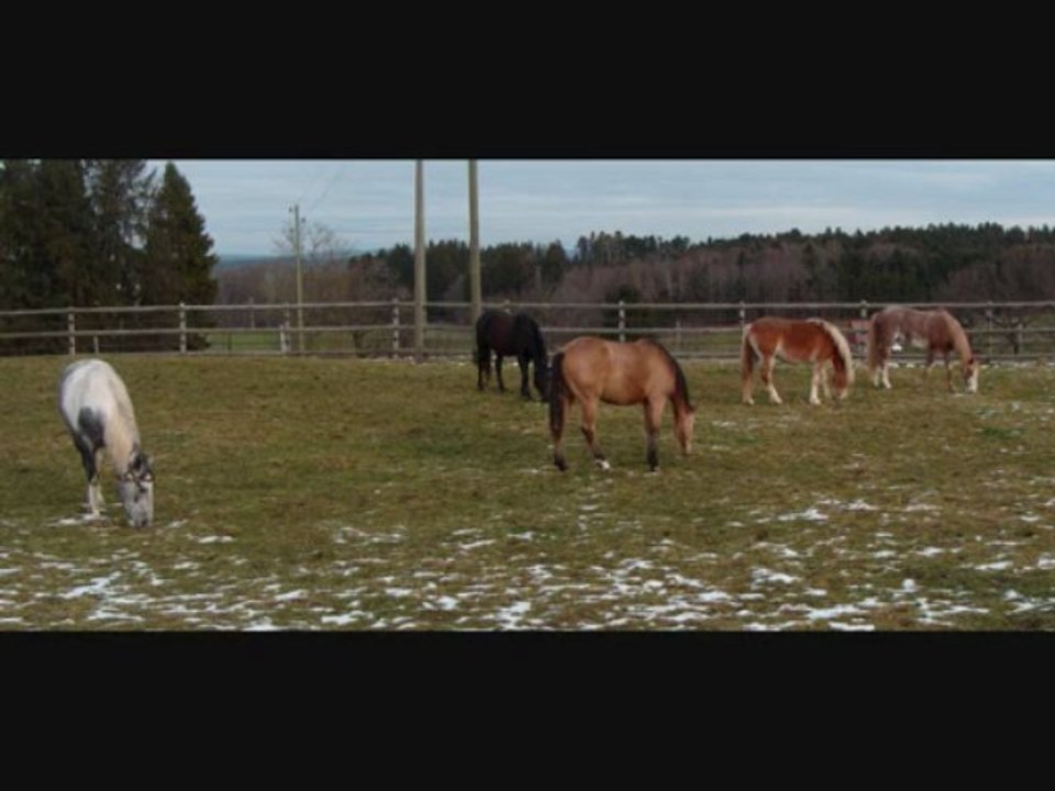 Nos 5 chevaux réunis