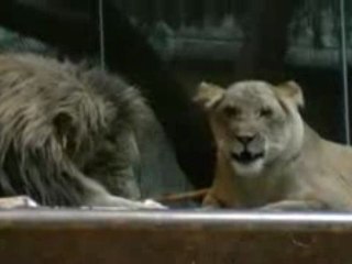 Lion Habitat at MGM Grand