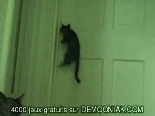 video humour chat porte