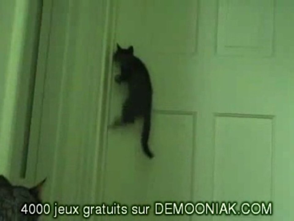 video humour chat porte