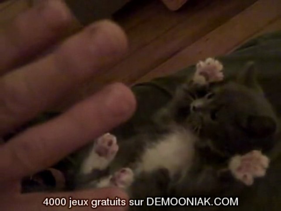 le chat le plus cool du monde