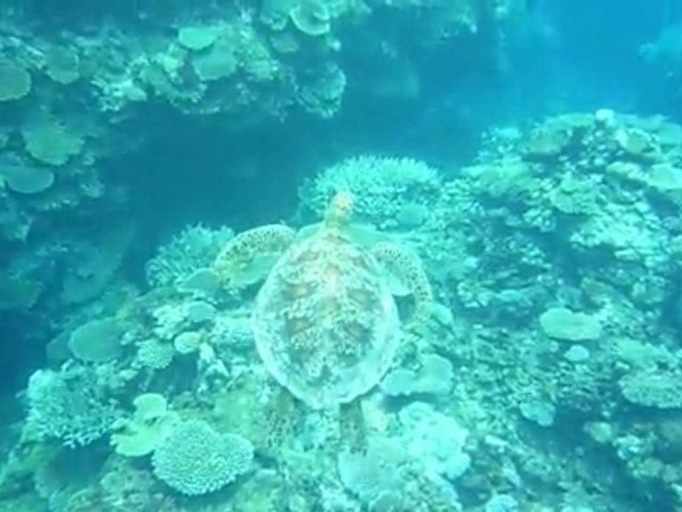 Mon amie la tortue