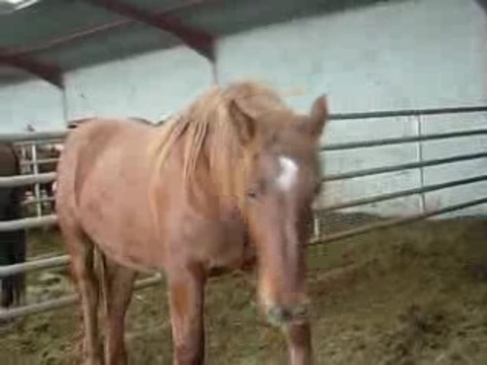 Nestor