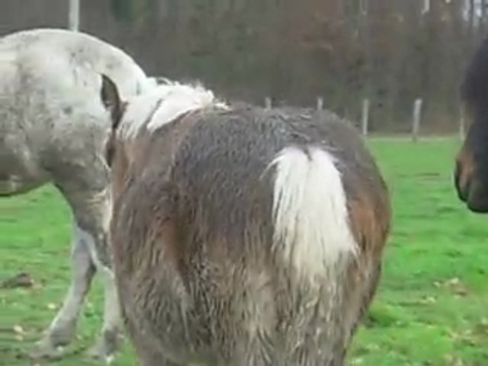 Vadrouilleur