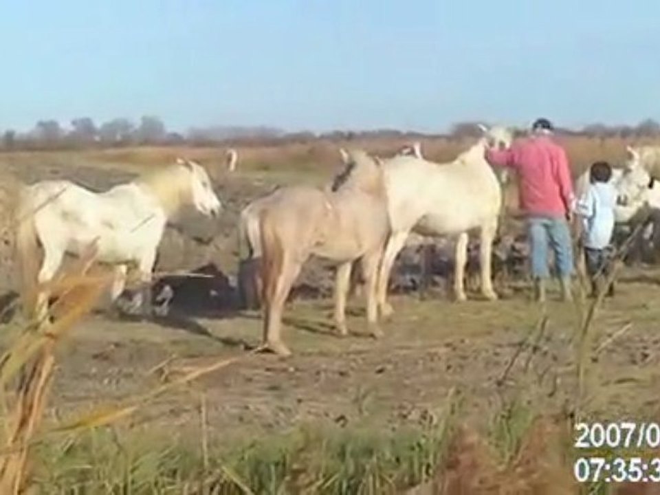 Petits chevaux camarguais, poulains et juments