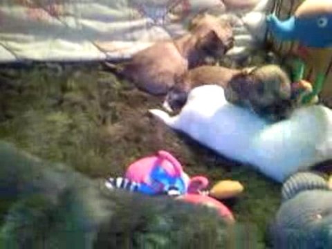 mes bébés ont 1 mois