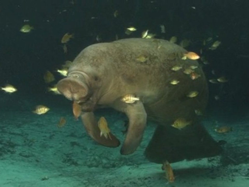 DOLPHINS AND WHALES: Tribes of the Ocean