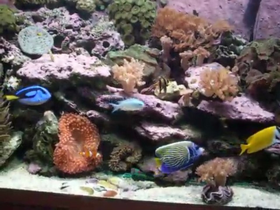 aquarium marin