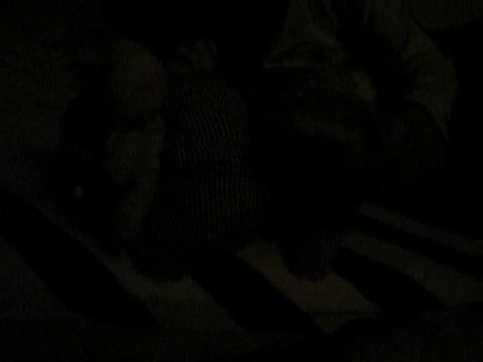 lapinou&ours