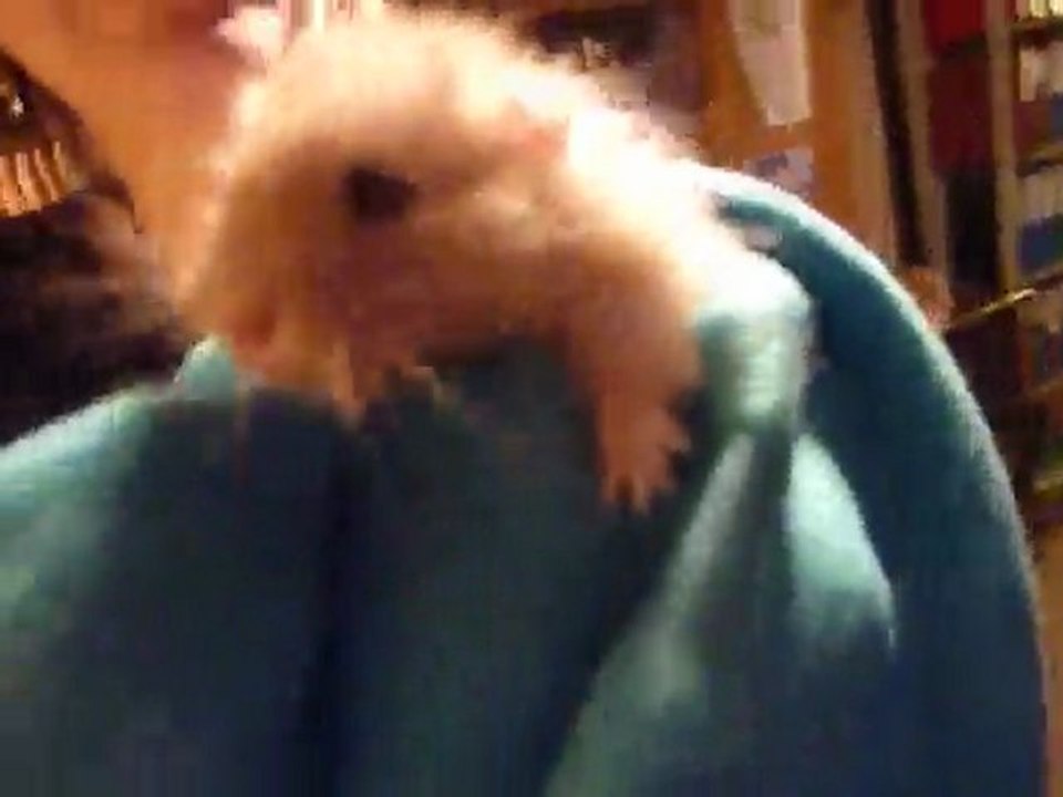 Prosper le hamster