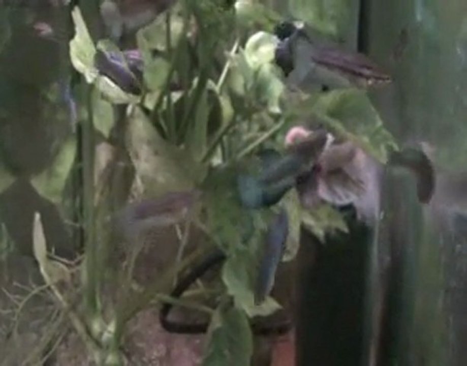 Betta splendens, jeunes PK 100 % Preecha Ammara.