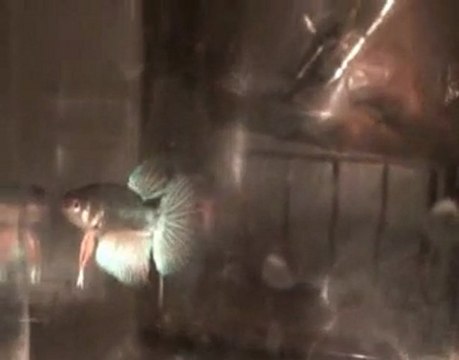 Betta splendens, jeune voile long Orange Mécanique