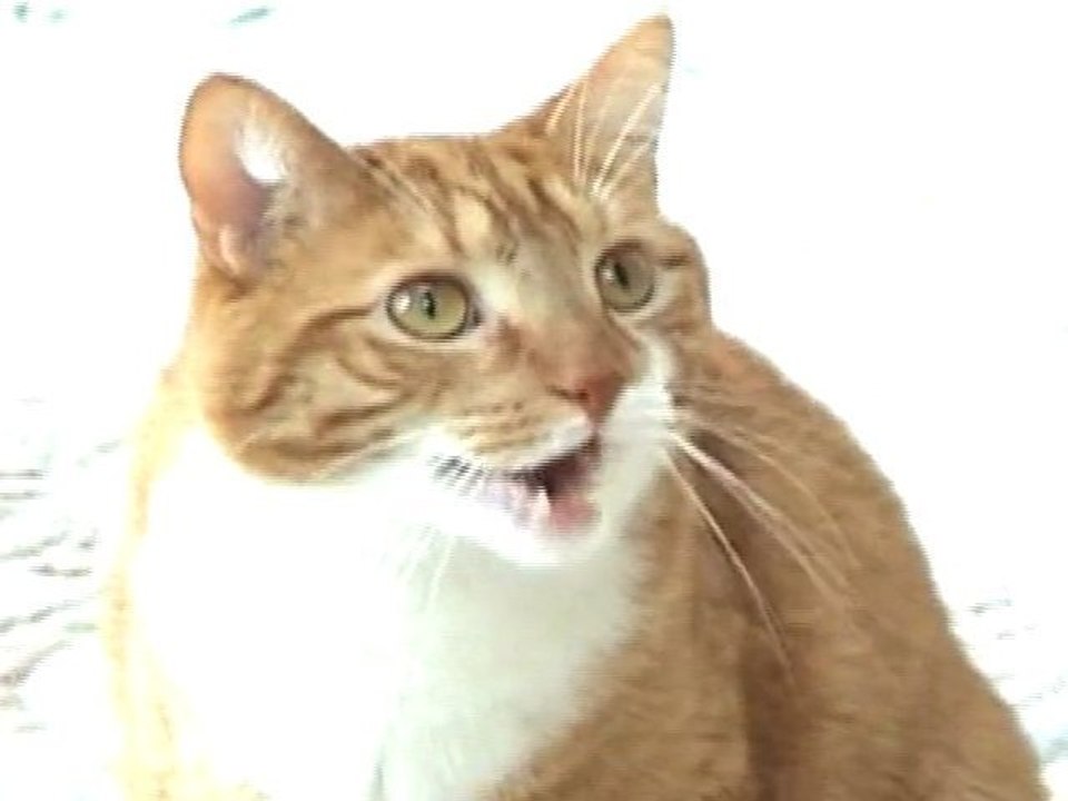 Owned in the Face Song by Mylo the Cat