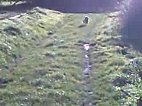 Copain Cairn Terrier