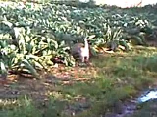 Copain Cairn terrier chasse