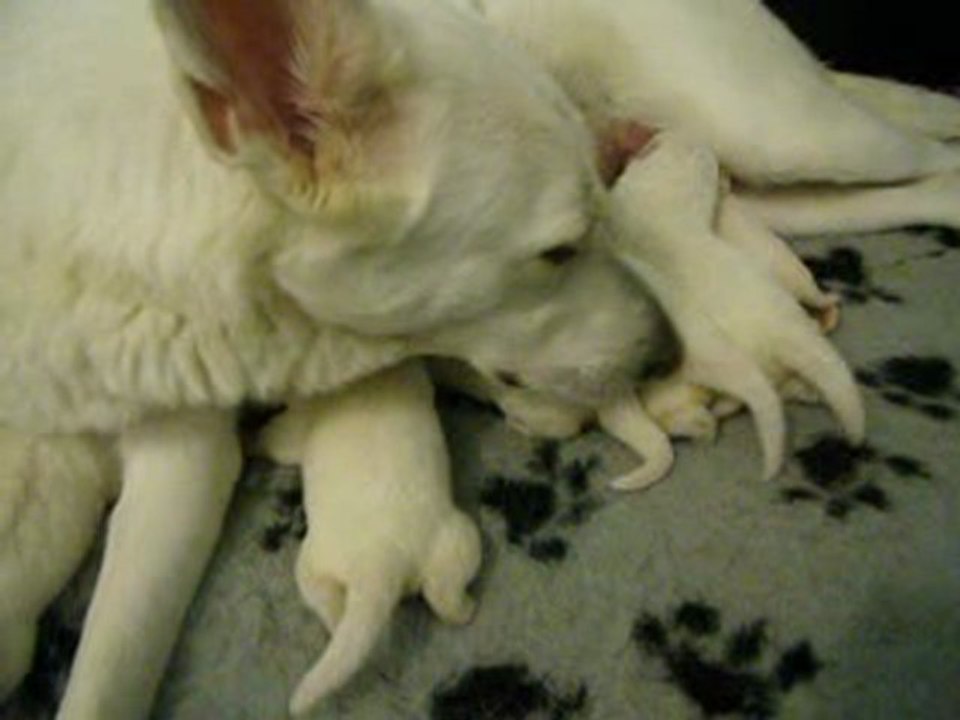 chiots de belka