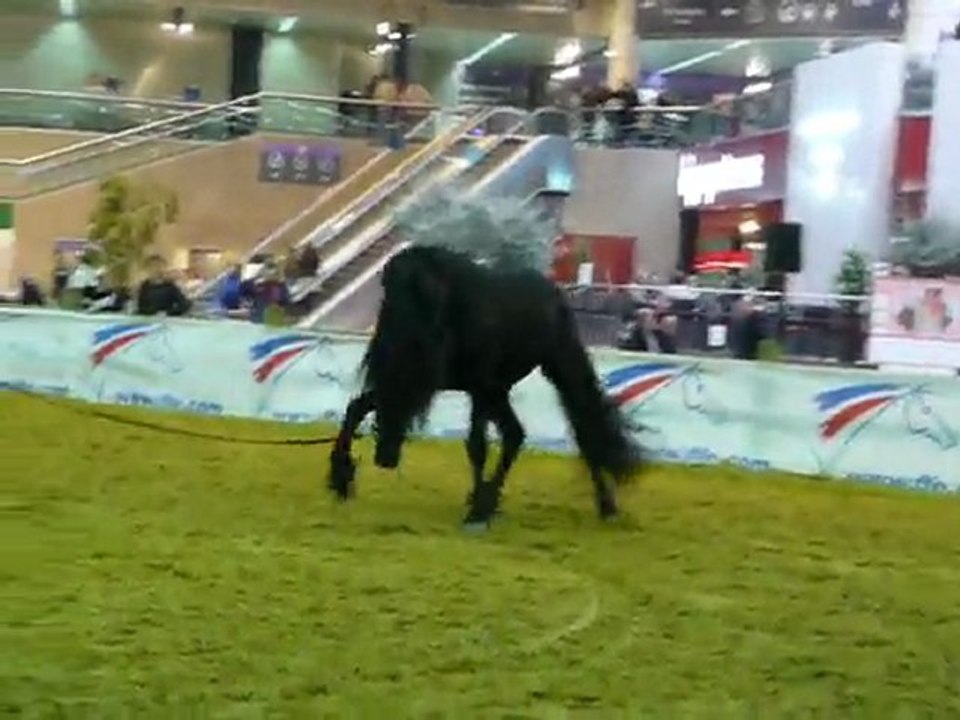 Frison qui se défoule