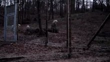 Werner et ses loups.