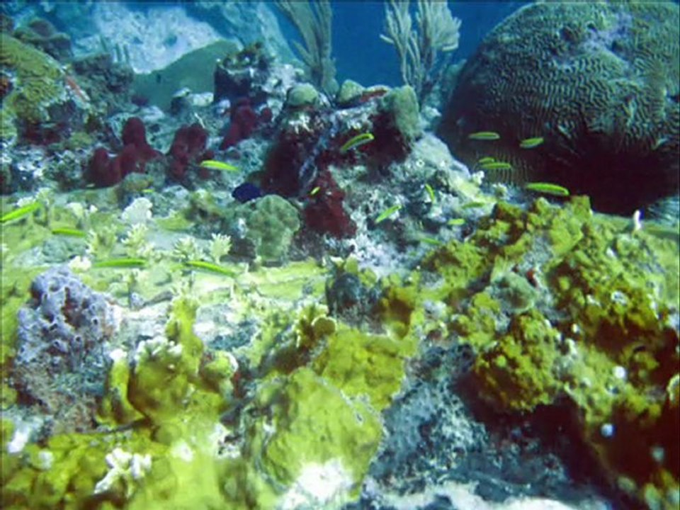 Plongée sous marine dans le Grand cul de sac marin