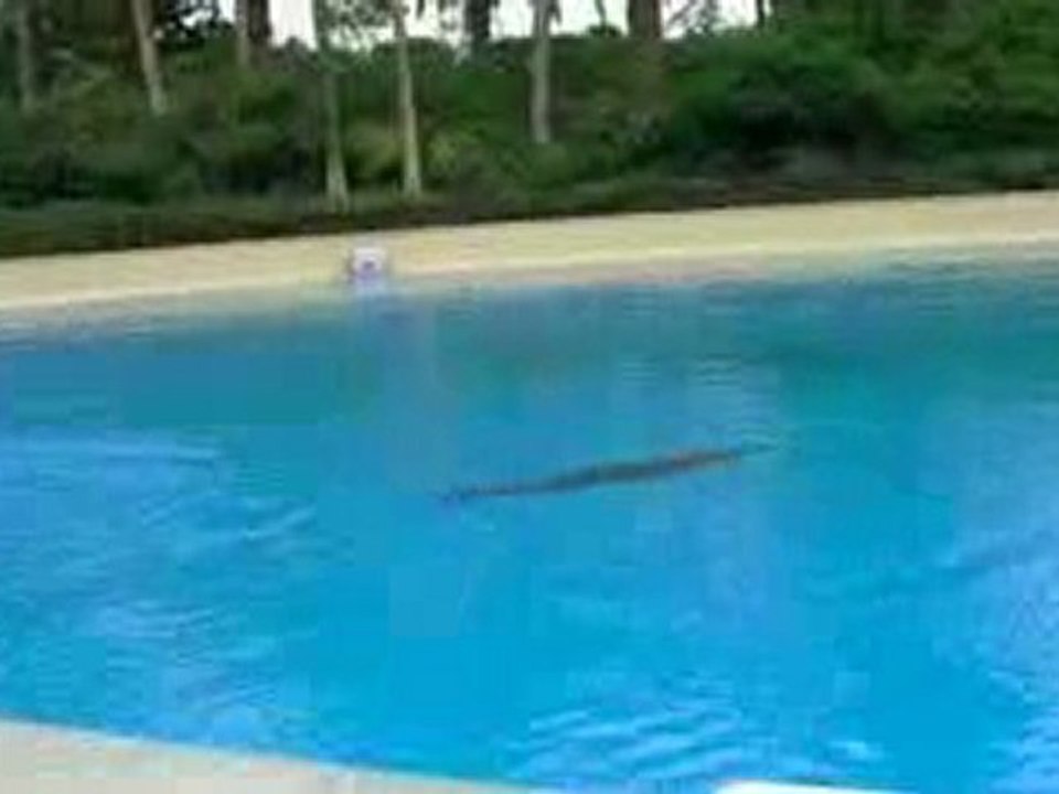 Dolphin Habitat at the Mirage in LV 2