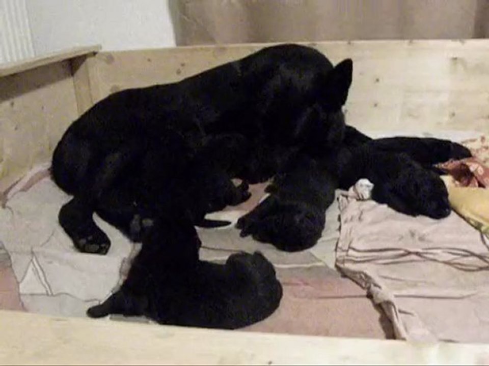 Frenzis Welpen 10. Tag