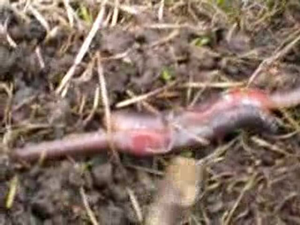 Les vers de terre sont "des" chauds!!!