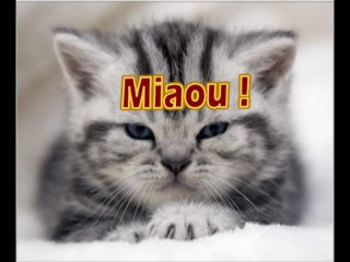 Je vous présente Boby !