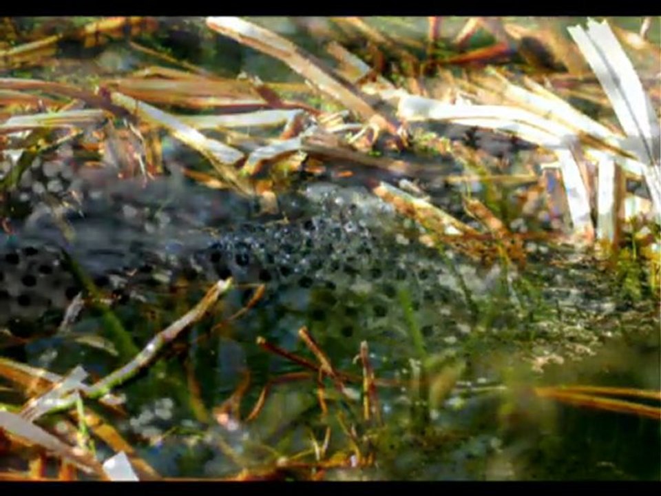 grenouilles_Pierreuse_2009_1