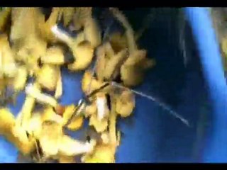 Finding chanterelles part 2 - later the same day