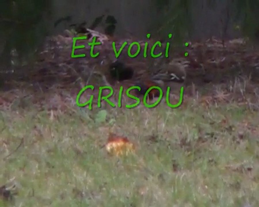 La pomme de toutes les CONvoitises
