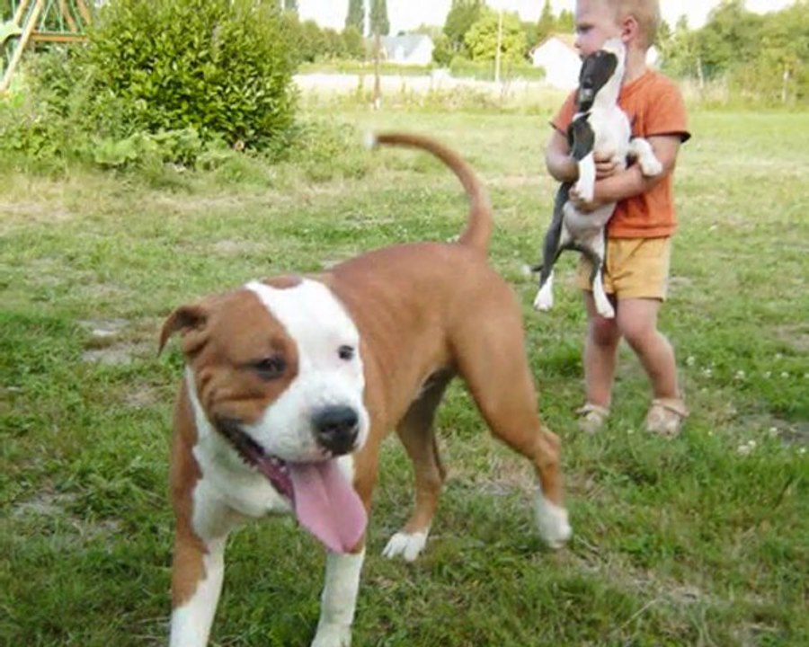 Amstaff MArley De Angels of carmine