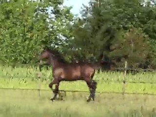 Trot Melissanto PS par Saint des Saints