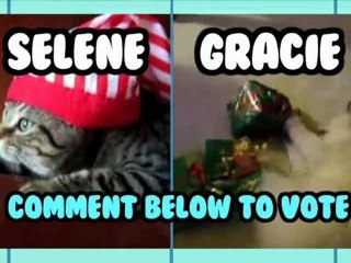 Cute cat videos just for the holidays! - Animal Idol 013