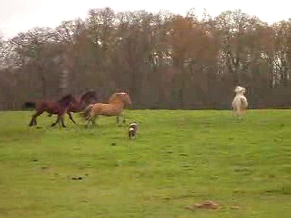 Pilou galop pré aldess