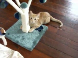 chat fou fou