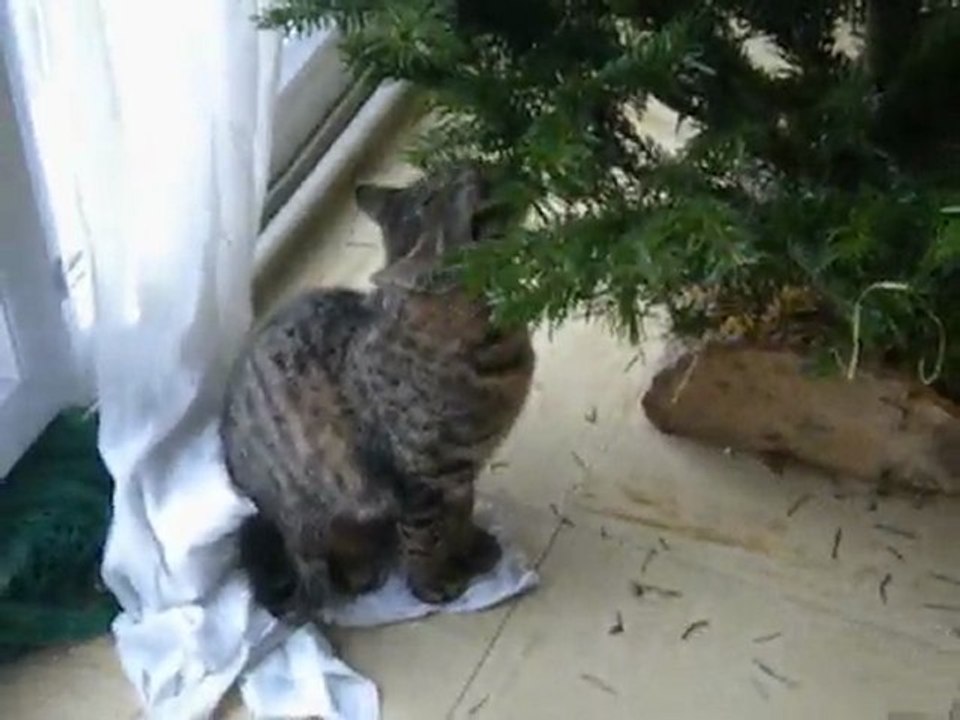 Le premier Noël d'Eris