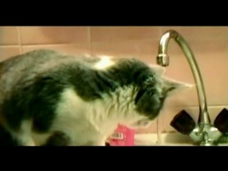 Chats assoiffes